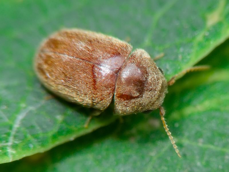 Lasioderma serricorne (Fabricius, 1792)
